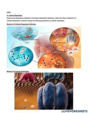 Cellular Respiration Definition