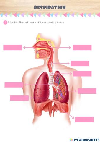 Respiratory system