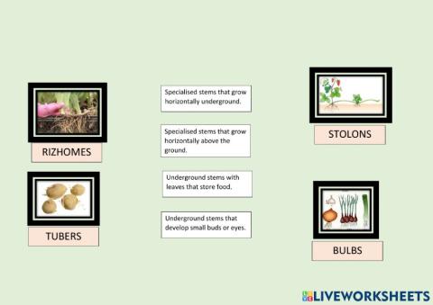 Asexual reproduction in plants
