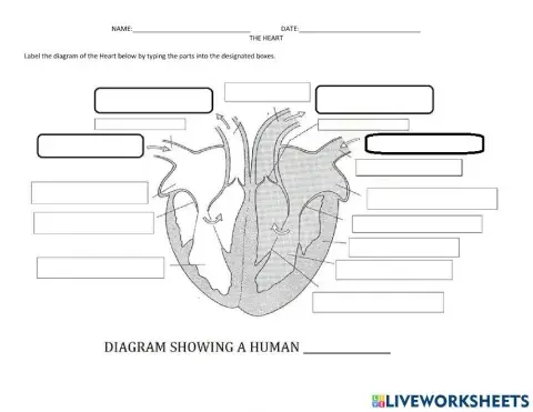 Structure of the human heart