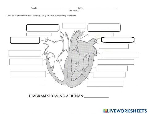 Structure of the human heart