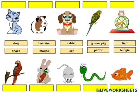 Pets - vocabulary