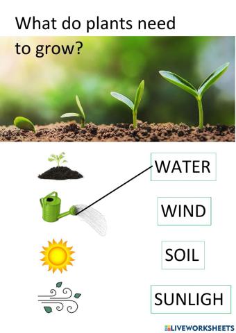 Plants grow