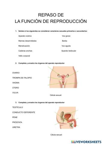 La reproducción humana