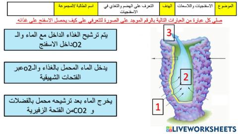 ورقة عمل الهضم في ااسفنج