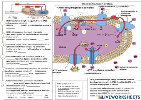Electron transport chain