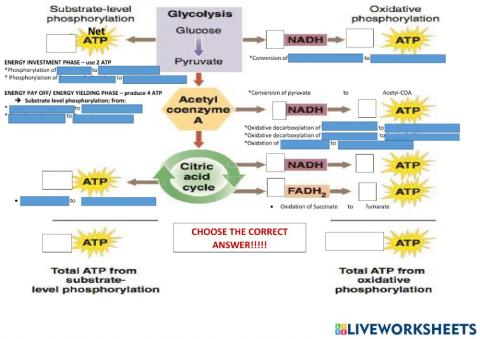 Cellular respiration