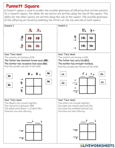Punnett Square