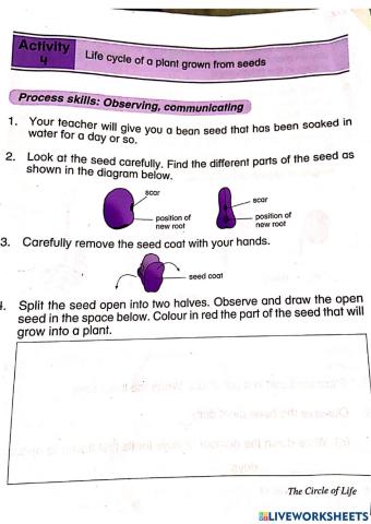 Life cycles of plants