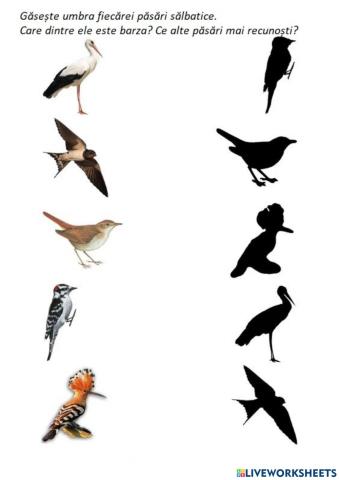 Păsări sălbatice - Jocul umbrelor