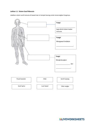 Sistem Saraf Manusia