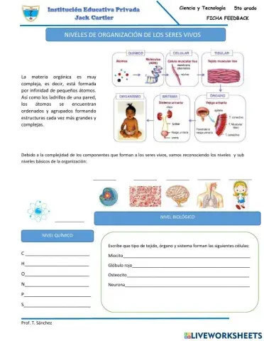 Nivel de organización de los seres vivos