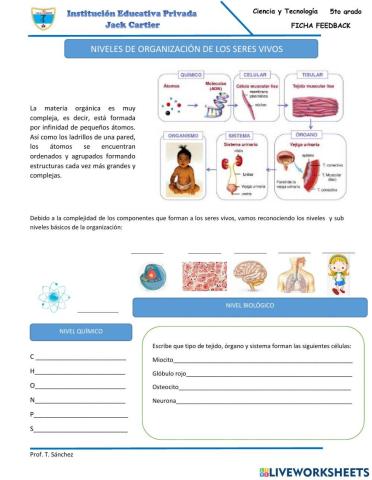 Nivel de organización de los seres vivos