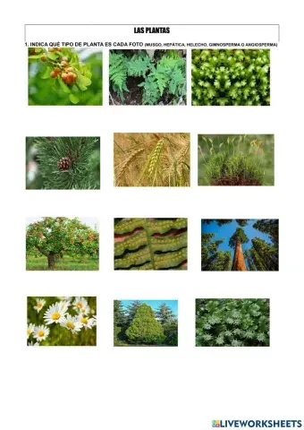 Clasificación de las plantas