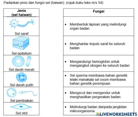 Jenis dan fungsi sel haiwan