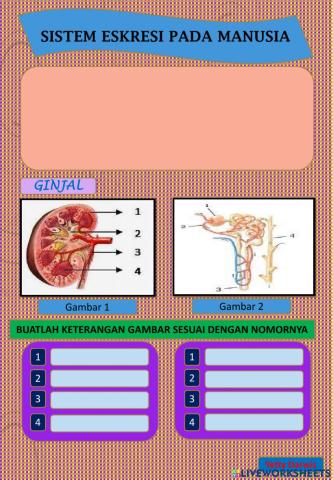Sistem ekskresi pada manusia