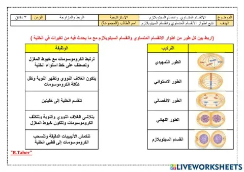 ورقة عمل مراحل الانقساام المتساوي