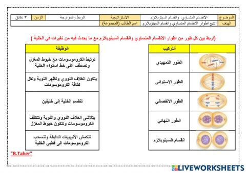 ورقة عمل مراحل الانقساام المتساوي