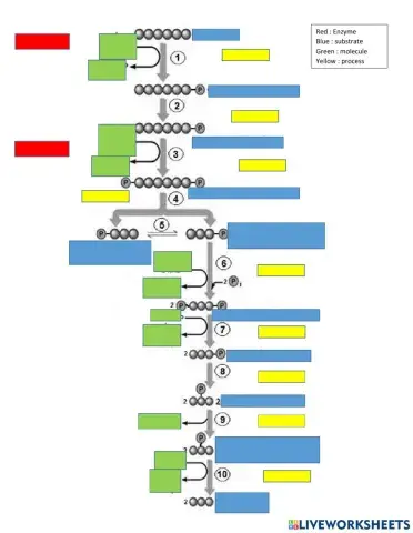 Glycolysis
