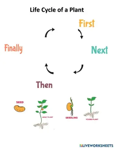 Plant life cycle
