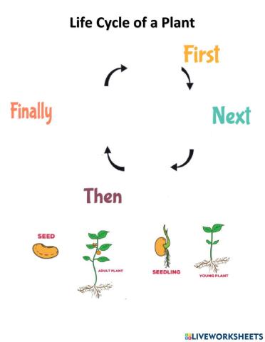 Plant life cycle