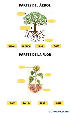 Partes del árbol y de la flor