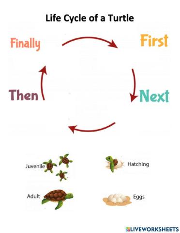 Turtle life cycle