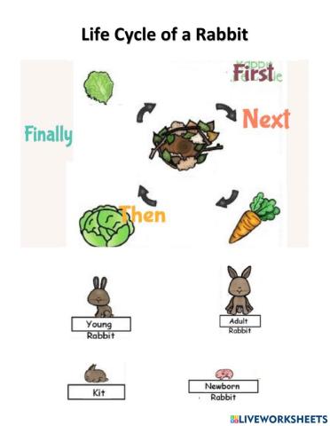 Rabbit Life Cycle