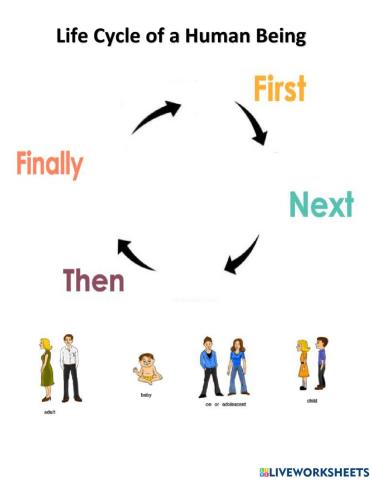 Human Being Life Cycle