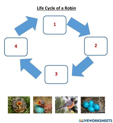 Life cycle of a robin