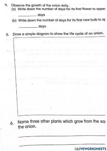 Life cycle of a plant grown from bulb