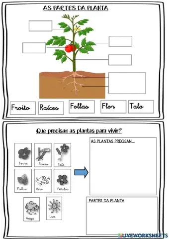 As plantas