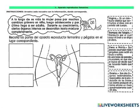 Aparato reproductor femenino