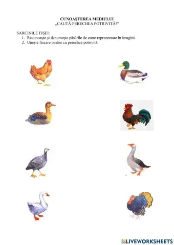 Caută perechea potrivită