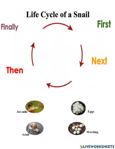 Snail Life Cycle
