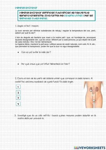 Aparell excretor
