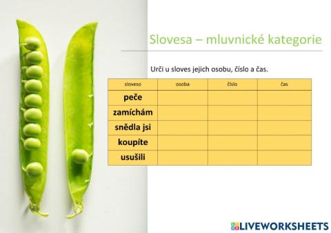 Slovesa - mluvnické kategorie 03