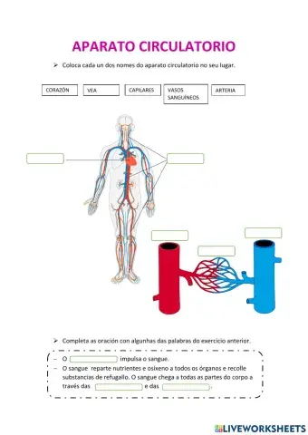 O aparato circulatorio