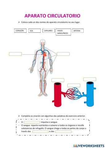 O aparato circulatorio