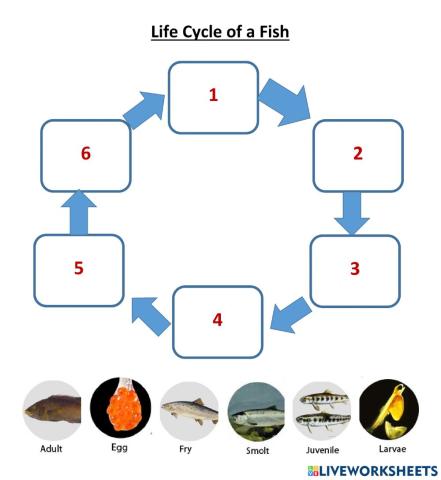 Fish life cycle