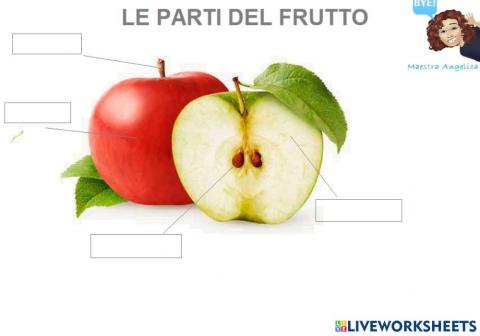 Le parti del frutto