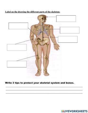 Skeletal System G4