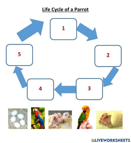 Life cycle of a parrot