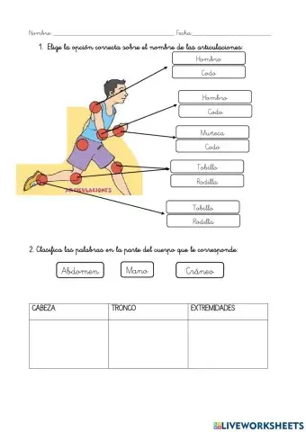 Articulaciones y partes del cuerpo humano