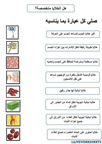 هل الخلايا متخصصة