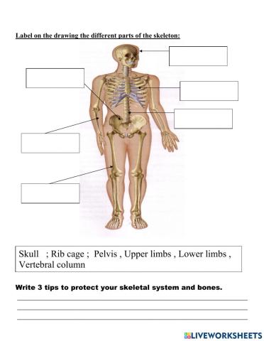 Skeletal System G4 updated