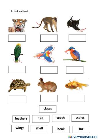 Animals body parts 1