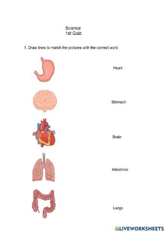 My five senses-Inside my body