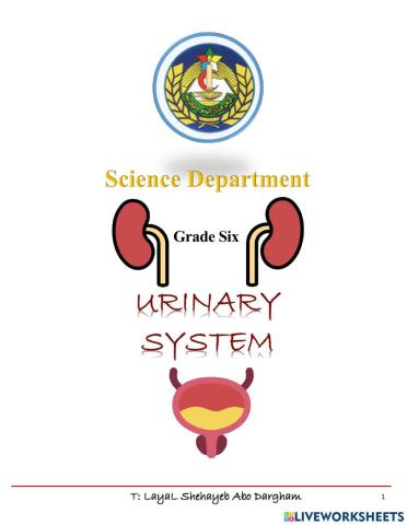 Urinary system