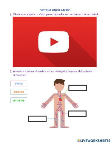 Sistema circulatorio